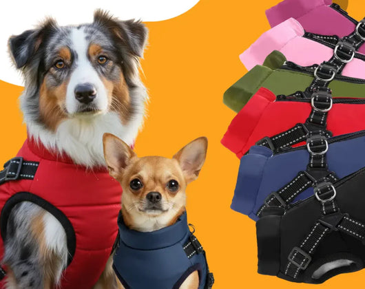 Hunden din fortjener å være beskyttet – en jakke som forvandler hver vintertur 🐶